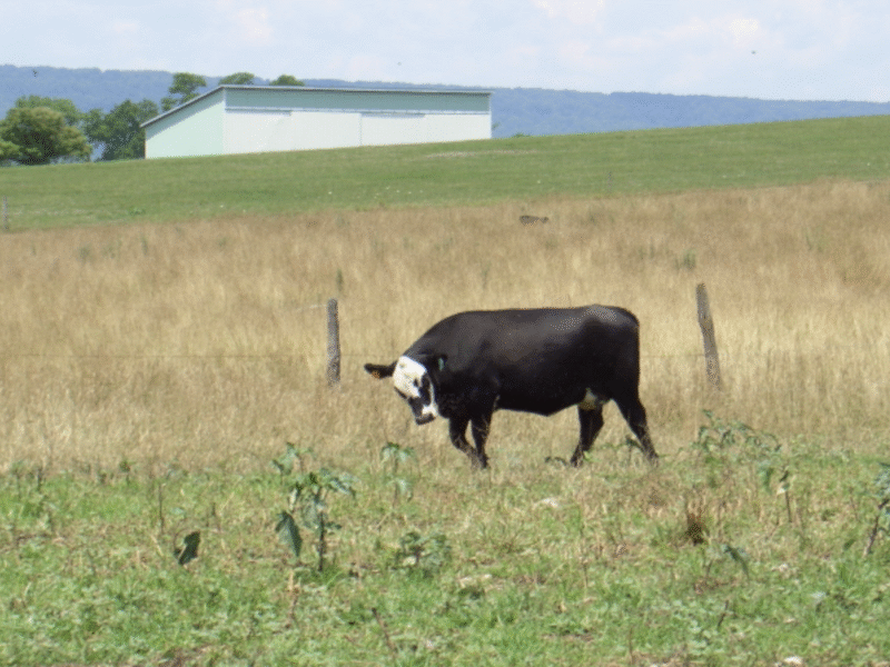 Shady Spring Farm